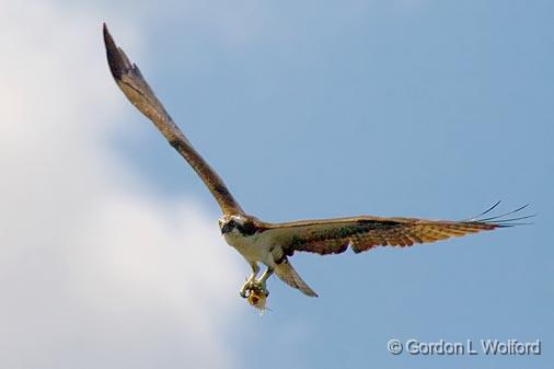 Osprey With Catch_50238.jpg - Photographed near Lindsay, Ontario, Canada.